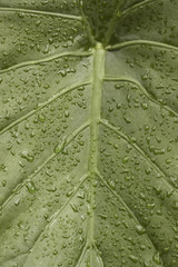Regenwald © S.Külcü