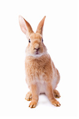 Curious young red rabbit isolated on white background