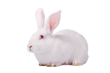 Obraz premium Timid young white rabbit isolated on white background