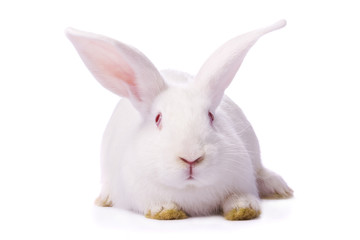 Timid young white rabbit isolated on white background