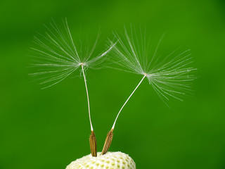 Dandelion With Green Background