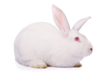 Fototapeta premium Timid young white rabbit isolated on white background