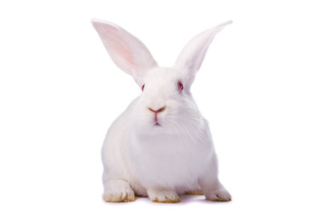 Naklejka premium Curious young white rabbit isolated on white background
