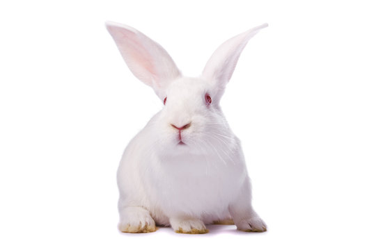 Curious young white rabbit isolated on white background