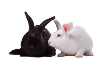 Black rabbit and white rabbit isolated on white background