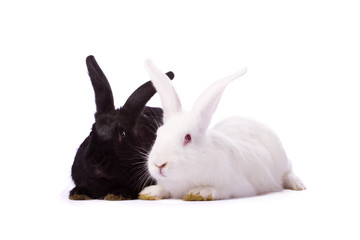 Black rabbit and white rabbit isolated on white background