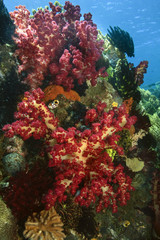 Naklejka na ściany i meble Soft Coral (Dendronephthya)