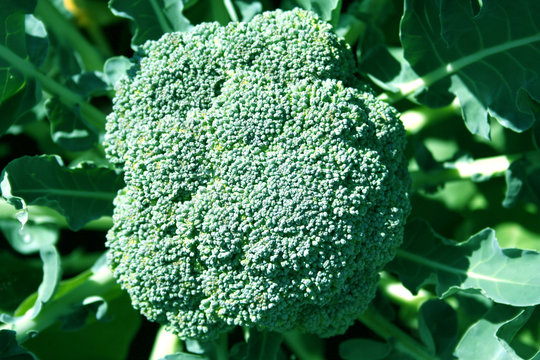 Broccoli Growing in the Garden