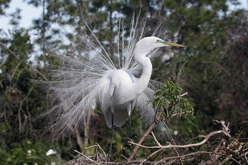 Great Egret Breeding Display