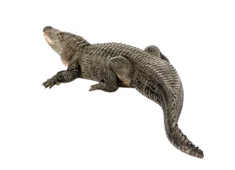 Papier Peint photo Crocodile Alligator d& 39 Amérique (30 ans) - Alligator mississippiensis