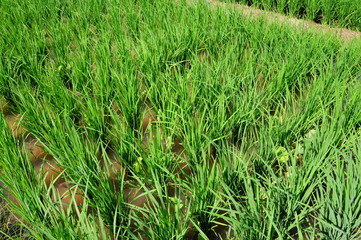 young paddy in the farms