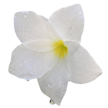 6 586 Best Detouree Images Stock Photos Vectors Adobe Stock