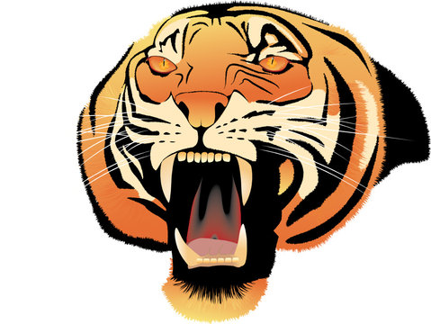 Muzzle of the growling shown furious tiger