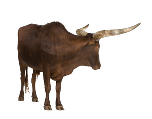 Ankole-Watusi