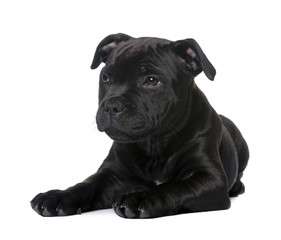 puppy Staffordshire Bull Terrier (2 months)