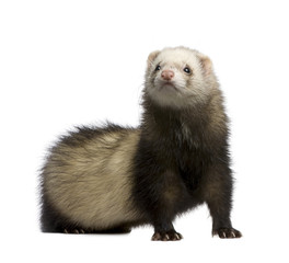 Fototapeta premium ferret - Mustela putorius furo