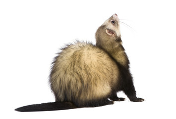 ferret - Mustela putorius furo