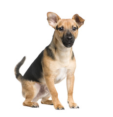 Mixed-Breed Dog between a jack russel and a pinscher (7 months)