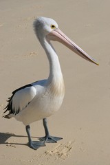 Pelican On Beach