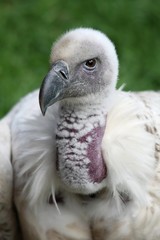 Cape Vulture or Griffon