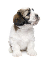 Naklejka na ściany i meble Mixed-Breed puppy in front of a white background