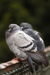 pigeons