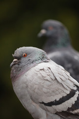 pigeon2