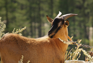 chevre