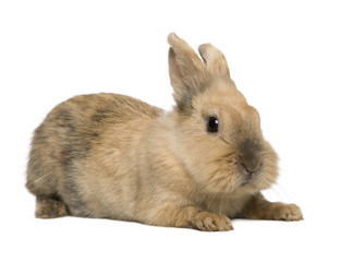 Obraz premium Rabbit (4 years) in front of a white background