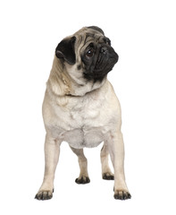 pug (3 years) in front of a white background
