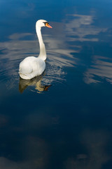 Schwan im Wasser