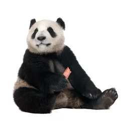 Photo sur Aluminium Panda Panda Géant (18 mois)
