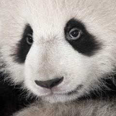 Obraz premium Giant Panda (18 months)