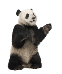 Obraz premium Giant Panda (18 miesięcy) - Ailuropoda melanoleuca