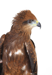 hawk