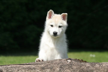 Obraz premium jeune husky blanc en appui sur un tronc d'arbre de face