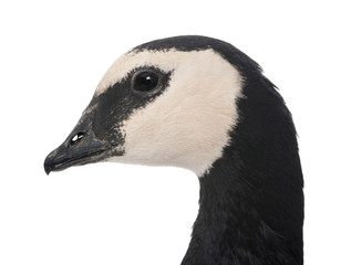 Obraz premium Barnacle Goose - Branta leucopsis (+/- 18 mlonths)