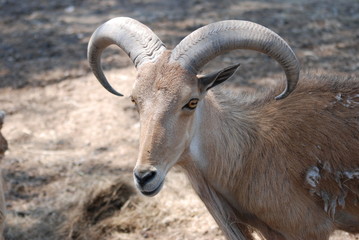 mouflon