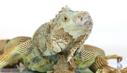iguana