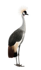 Grey Crowned Crane - Balearica regulorum (18 months)