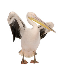 White Pelican - Pelecanus onocrotalus (18 months) - obrazy, fototapety, plakaty