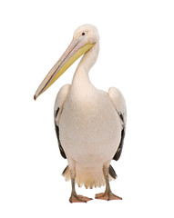 White Pelican - Pelecanus onocrotalus (18 months)