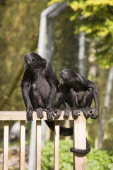 hear no evil see no evil