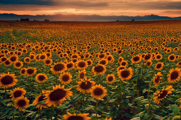 Sunflower Field at sunset with the Colorado Rocky Mountains