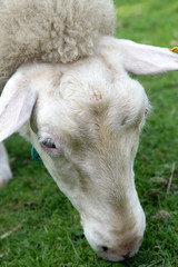 Naklejka premium Sheep