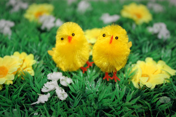 küken auf der wiese