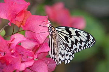 Fototapeta na wymiar Księga Kite Butterfly (Leuconoe Idea)