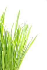 Obraz premium Trawa 8