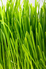 Grass 9