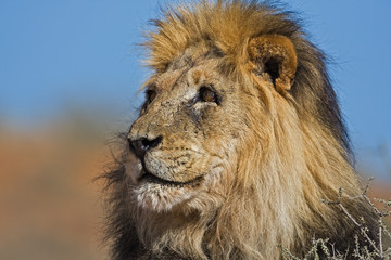 Lion